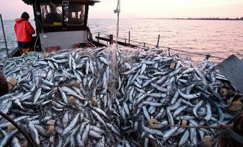 Moroccan seafood products invade Spanish markets Unprecedented increase in exports of 64% in one year 03 Moroccan seafood products invade Spanish markets Unprecedented increase in exports of 64 in one year 03