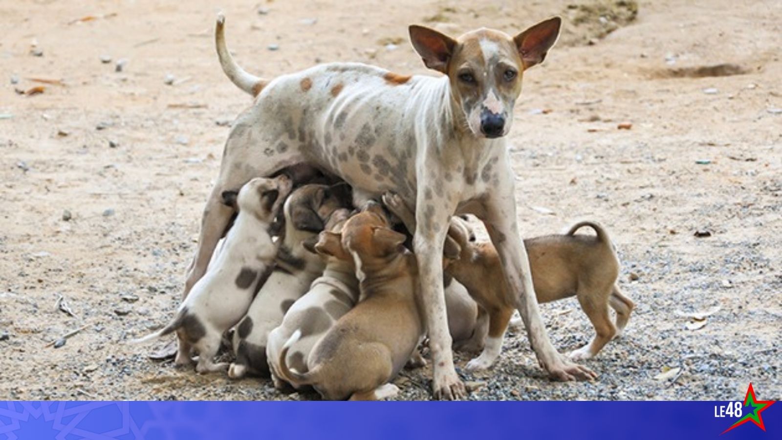 Stray dog bite costs Casablanca community five million centimes in compensation for victim le48info
