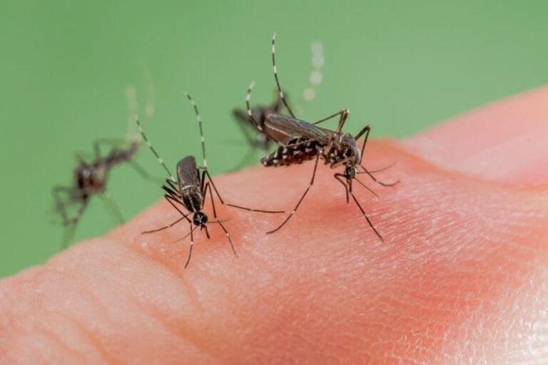 mosquitos 1