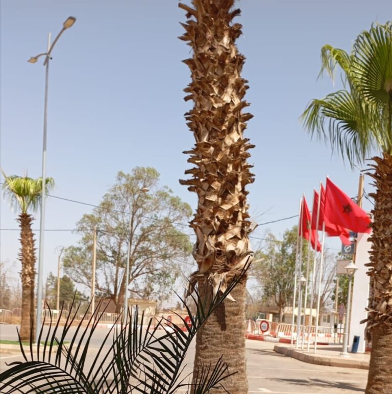 الجزائر تسلم 21 شابًا مغربيًا إلى السلطات المغربية عبر معبر وجدة مغنية 6 IMG 20250713 212429