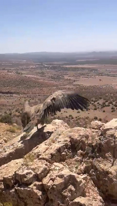 نسر يصارع الموت… وينطلق من جديد في سماء جرادة بفضل تدخل عاجل للوكالة الوطنية للمياه والغابات 2 Videoframe 20250727 142326 com.huawei.himovie.overseas