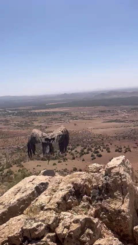 نسر يصارع الموت… وينطلق من جديد في سماء جرادة بفضل تدخل عاجل للوكالة الوطنية للمياه والغابات 3 Videoframe 20250727 142411 com.huawei.himovie.overseas